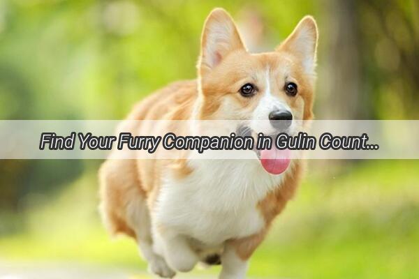 Find Your Furry Companion in Gulin County Adopt a Pet Today  Call 1234567890